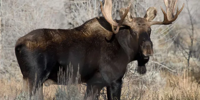 Grand Teton Wildlife Safari 1 hr - Image 4