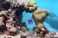 Key West Private Snorkeling Charter thumbnail 5