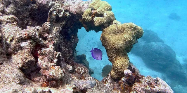 Key West Private Snorkeling Charter - Image 5