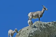 Yellowstone Wildlife Tour in Lamar Valley thumbnail 6