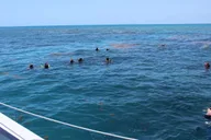 Key West Coral Reef Snorkeling Tour with Open Bar thumbnail 4