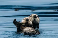 Sitka Wildlife Adventure thumbnail 4