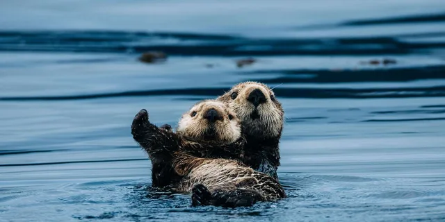 Sitka Wildlife Adventure - Image 4