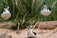 New York Aquarium Entry Ticket thumbnail 5