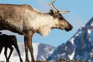 Anchorage Wildlife Center and Turnagain Arm Tour thumbnail 4