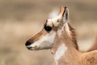 Yellowstone Wildlife Photography Tour thumbnail 5