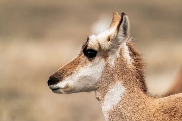 Yellowstone Wildlife Photography Tour - Image 5