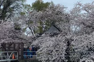 Washington DC Tidal Basin Pedal Boat Rental thumbnail 5