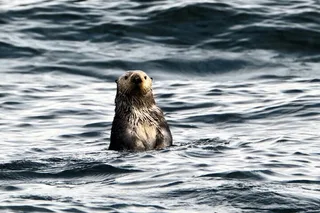 Sitka Marine Wildlife Tour