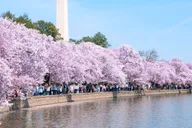 Washington DC Cherry Blossoms and Monuments Tour thumbnail 1