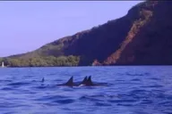 Kailua-Kona Snorkel Cruise in Kealakekua Bay thumbnail 5