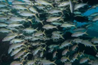 Maui Scuba Diving Introductory Lesson from Lahaina thumbnail 2