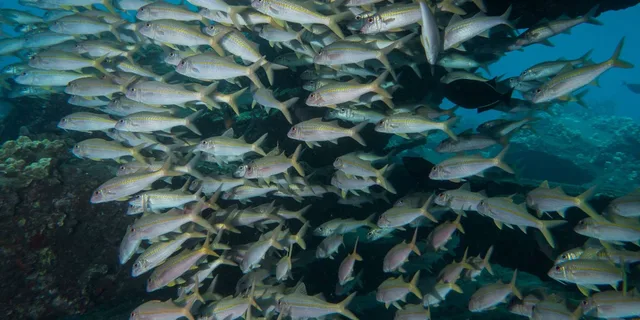 Maui Scuba Diving Introductory Lesson from Lahaina - Image 2