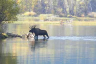 Grand Teton National Park Half-Day Tour with Picnic thumbnail 3