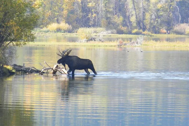Grand Teton National Park Half-Day Tour with Picnic - Image 3