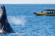 Dana Point Dolphin & Whale Watching Zodiac Adventure thumbnail 5