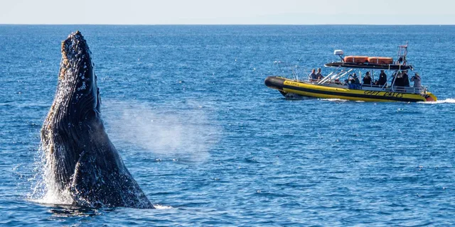 Dana Point Dolphin & Whale Watching Zodiac Adventure - Image 5