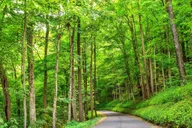 Pigeon Forge Smoky Mountains Jeep Tour thumbnail 4