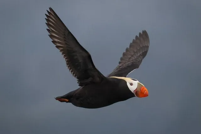 Sitka Whale Watching Wildlife Excursion - Image 6