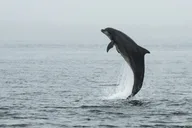 New Smyrna Beach Kayak Dolphin Eco Tour 2 hr thumbnail 6