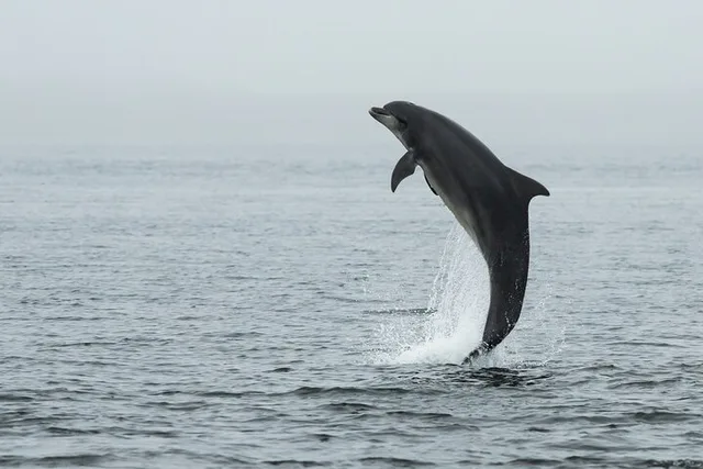 New Smyrna Beach Kayak Dolphin Eco Tour 2 hr - Image 6