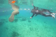 Crystal River Manatee Snorkel Tour with Free Photos thumbnail 3