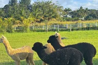 Maui Alpaca Tour on the Road to Hana thumbnail 6
