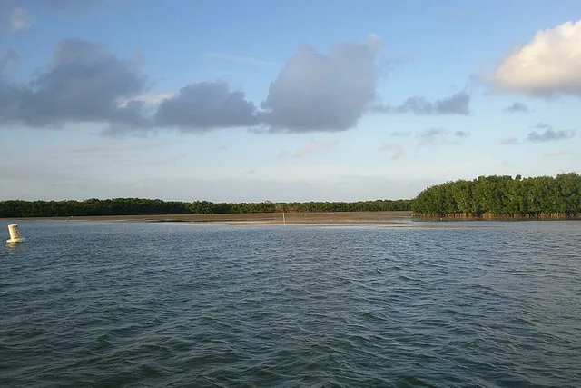 Key Largo Mangrove Eco-Tour 90 Min - Image 6
