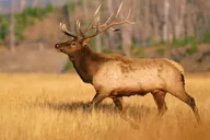 Yellowstone Private Tour with Surprise Activity thumbnail 6