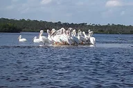 New Smyrna Beach Wildlife Eco Kayak Tour thumbnail 4