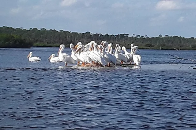 New Smyrna Beach Wildlife Eco Kayak Tour - Image 4