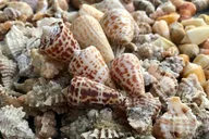 Marco Island Shelling Trip on Kice Island 3 hr thumbnail 4