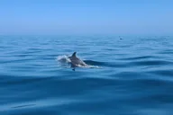 Long Beach Jetski Coastal Tour 2 hr thumbnail 3