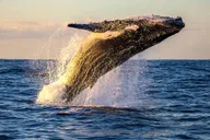 Maui Whale Watching Tour from Ma'alaea Harbor thumbnail 2