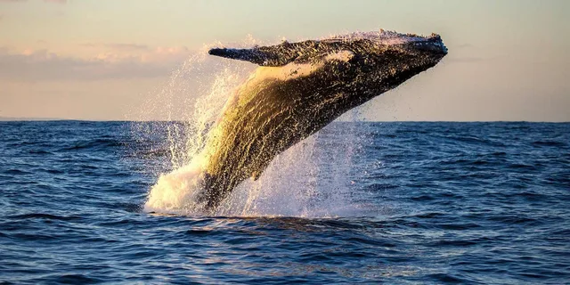 Maui Whale Watching Tour from Ma'alaea Harbor - Image 2
