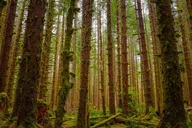 Olympic Backpacking: Hoh Rainforest & Blue Glacier 5-Day thumbnail 4