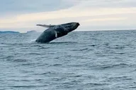 Sitka Wildlife and Whale Watching Tour for 6 thumbnail 1