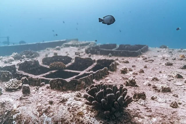 Waikiki 2-Tank Wreck and Reef Boat Dive - Image 5