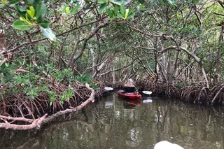 Sarasota Mangrove Tunnel Kayak Tour