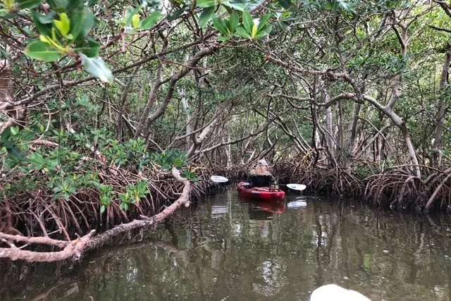 Sarasota Mangrove Tunnel Kayak Tour - Image 1