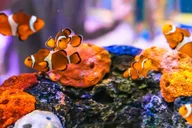 Gatlinburg Ripley's Aquarium & Combo Ticket thumbnail 6
