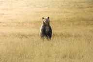 Yellowstone Wildlife Biologist Tour thumbnail 3