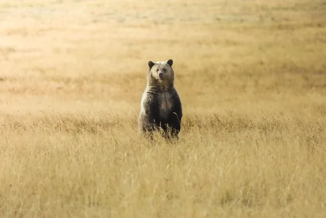 Yellowstone Wildlife Biologist Tour - Image 3