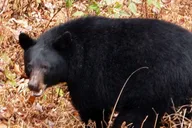 Pigeon Forge Smokies Adventure Loop Guided Tour 2.5 hr thumbnail 4