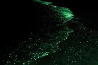 San Juan Islands Bioluminescence Kayak Tour thumbnail 1