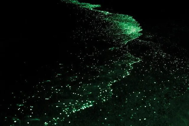 San Juan Islands Bioluminescence Kayak Tour - Image 1