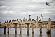 Monterey Elkhorn Slough Wildlife Tour 90 min thumbnail 5
