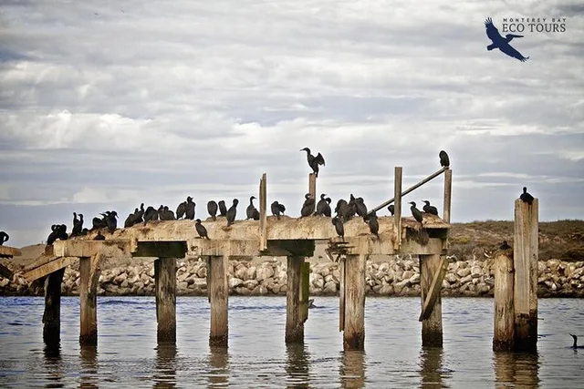 Monterey Elkhorn Slough Wildlife Tour 90 min - Image 5