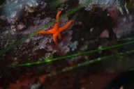 Sitka Snorkel Tour at Magic Island thumbnail 4
