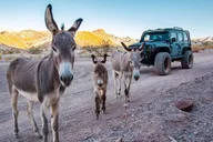Las Vegas Off-Road Wildlife and Ghost Town Adventure thumbnail 1